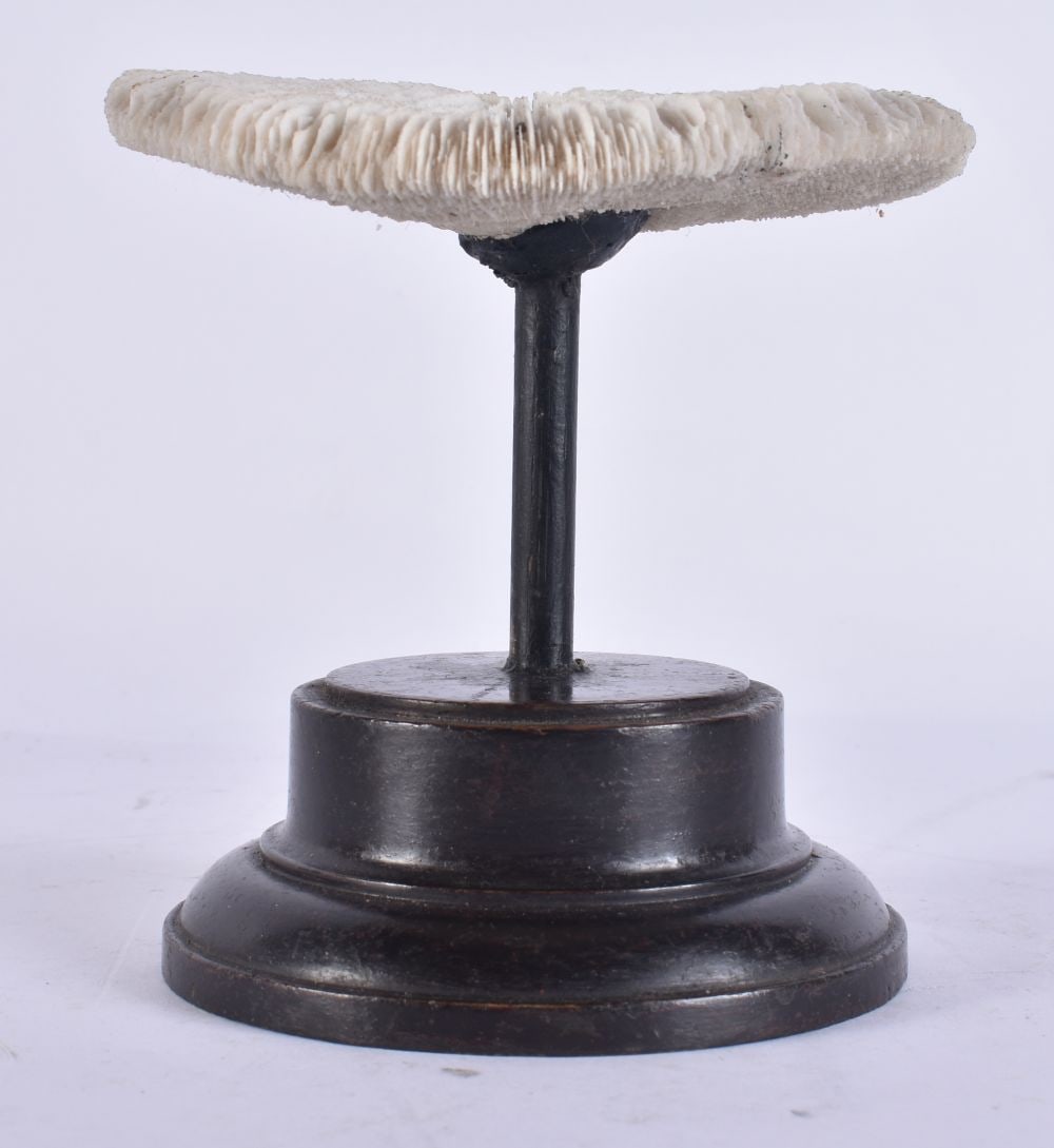 A MUSHROOM CORAL SPECIMEN. 12 cm wide. (1 of 4)