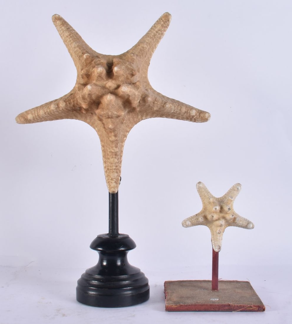 TWO SEA STAR SPECIMENS. Largest 29 cm high. (2) (1 of 3)