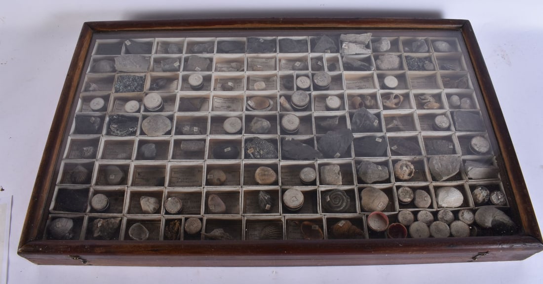 A GOOD FOSSIL AND SHELL COLLECTORS DISPLAY CABINET with contents. 65 cm x 38 cm. (qty): A GOOD FOSSIL AND SHELL COLLECTORS DISPLAY CABINET with contents. 65 cm x 38 cm. (qty)