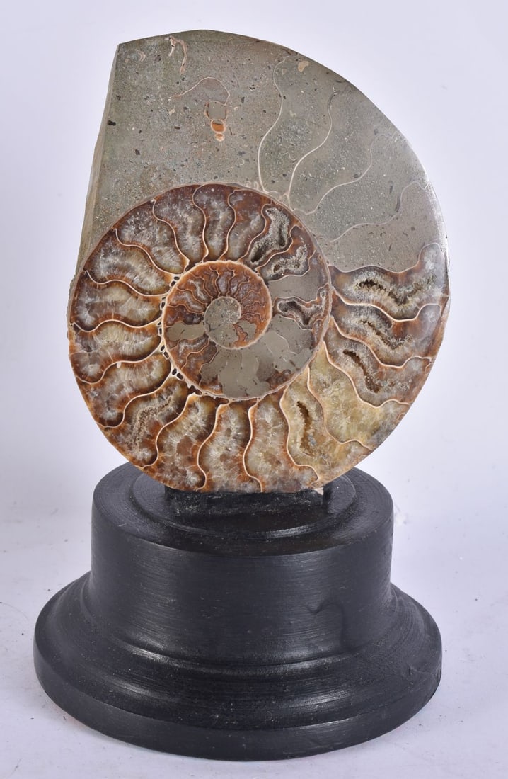 AN AMMONITE SPECIMEN. 17.5 cm high. (1 of 3)