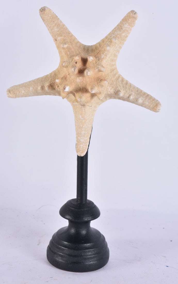 A SEA STAR SPECIMEN. 21 cm high.: A SEA STAR SPECIMEN. 21 cm high.