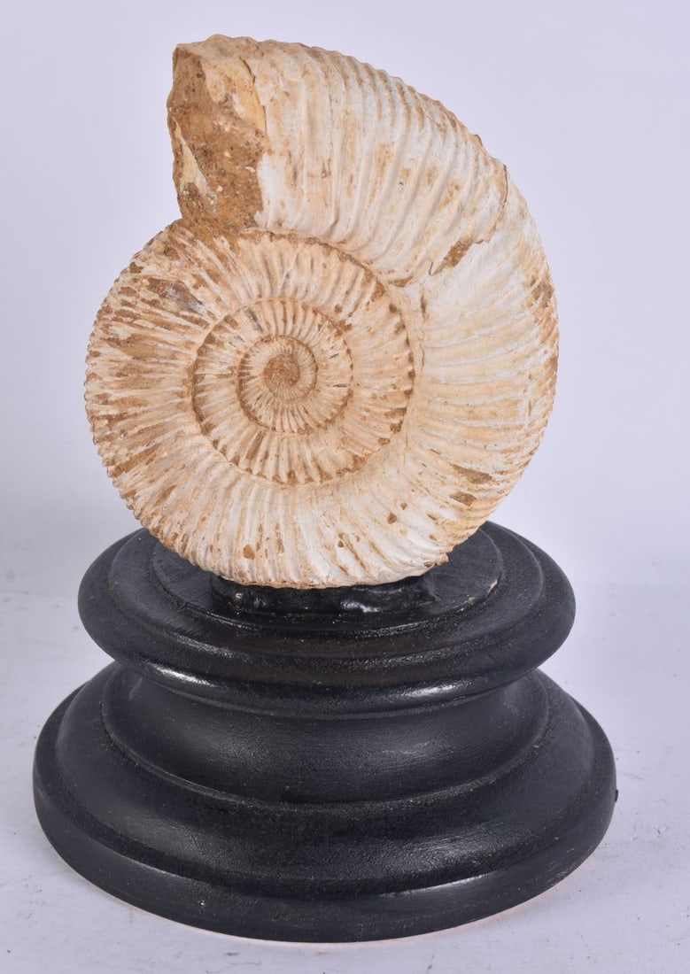 AN AMMONITE SPECIMEN. 15.5 cm high. (1 of 3)