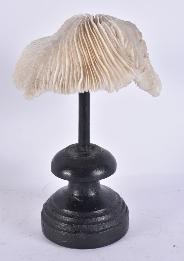 A MUSHROOM CORAL SPECIMEN. 12 cm wide. (1 of 3)