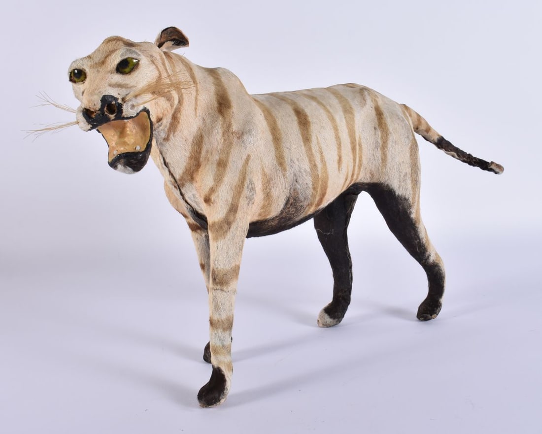 A LATE VICTORIAN/EDWARDIAN TAXIDERMY TIGER. 34 cm wide. (1 of 6)
