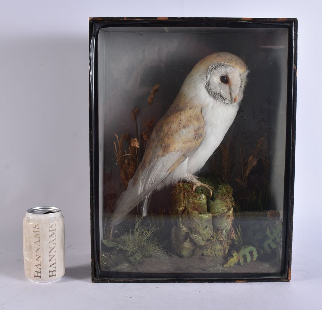 A VICTORIAN TAXIDERMY OWL. 42 cm x 32 cm. (1 of 6)