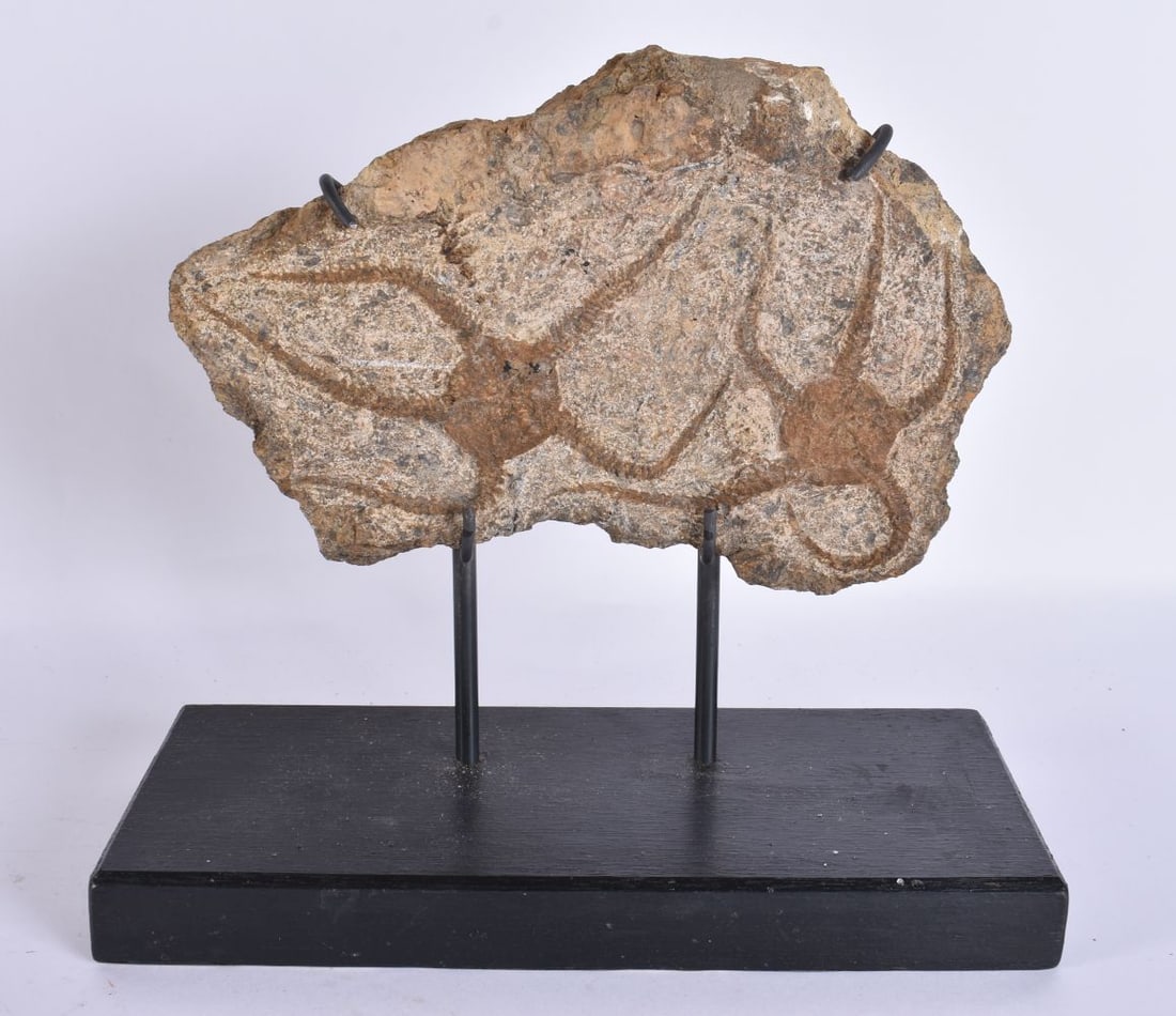 AN UNUSUAL FOSSILISED STONE STARFISH. Fossil 19 cm x 13 cm. (1 of 4)
