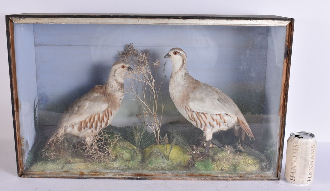 A VICTORIAN TAXIDERMY DOUBLE BIRD GROUP. 38 cm x 62 cm.: A VICTORIAN TAXIDERMY DOUBLE BIRD GROUP. 38 cm x 62 cm.