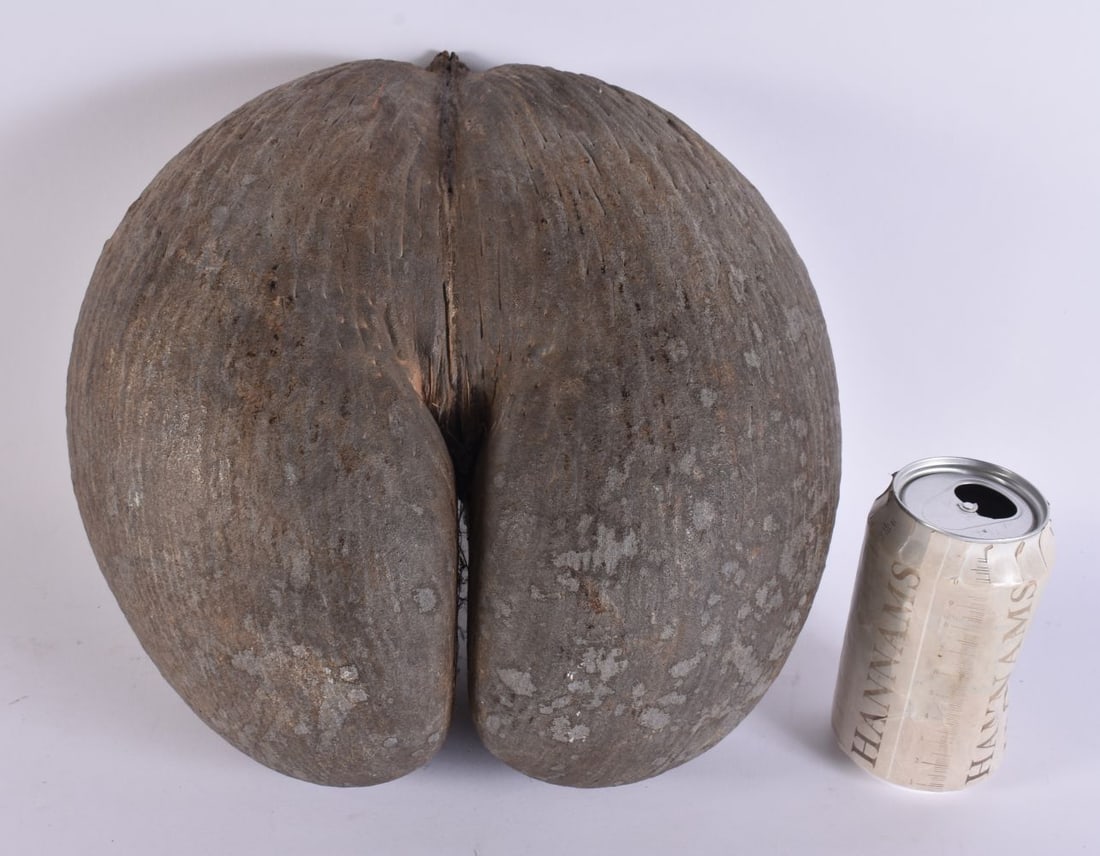 A LARGE COCO DE MER NUT. 26 cm x 24 cm. (1 of 6)