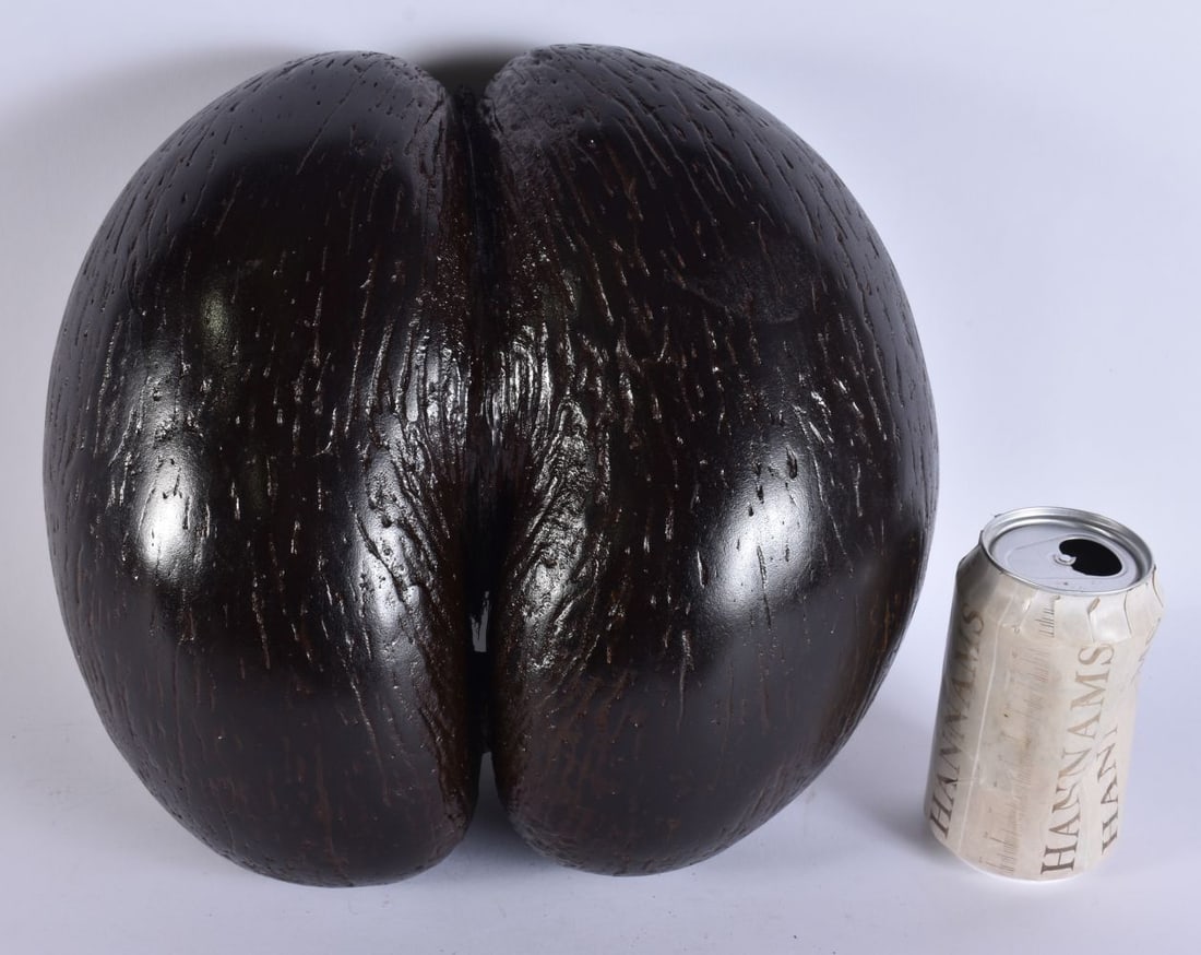 A LARGE COCO DE MER NUT. 26 cm x 24 cm. (1 of 6)