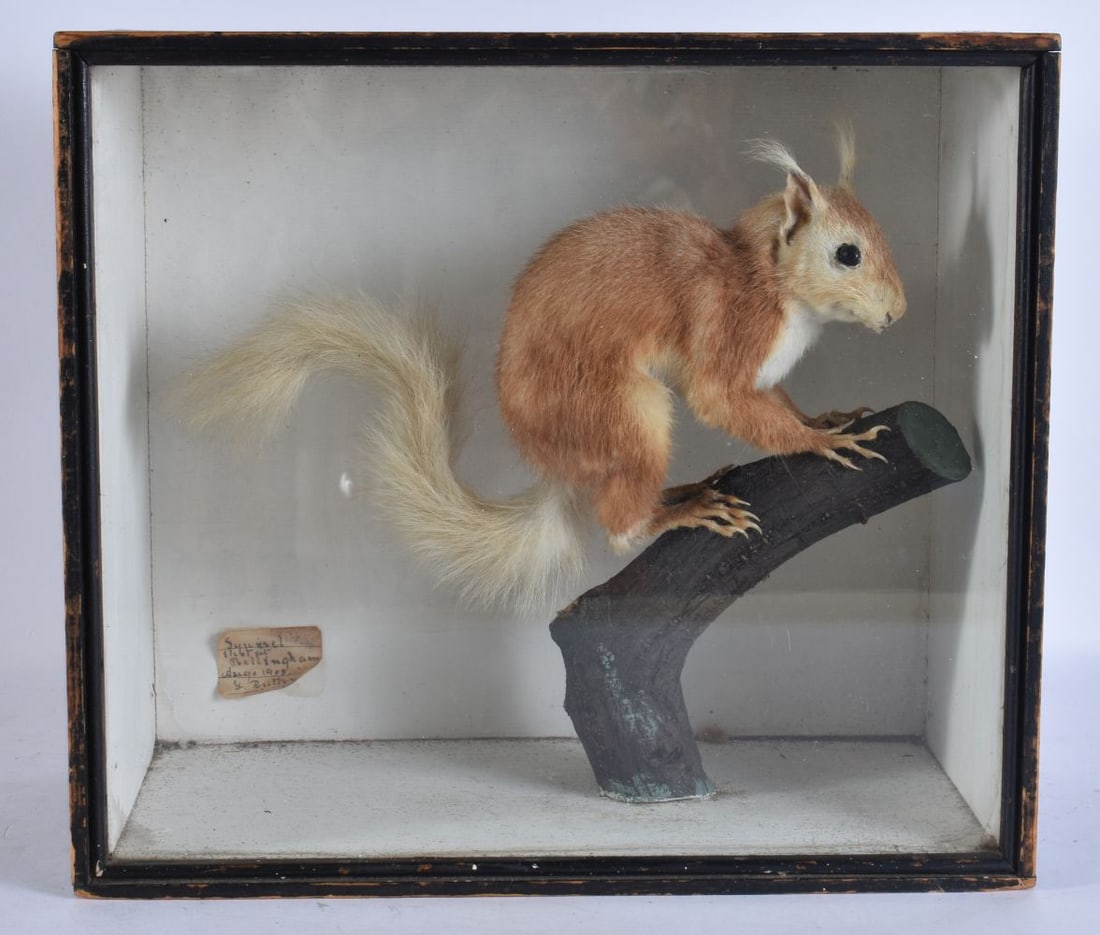 AN EDWARDIAN TAXIDERMY SQUIRREL. 28 cm x 30 cm. (1 of 5)