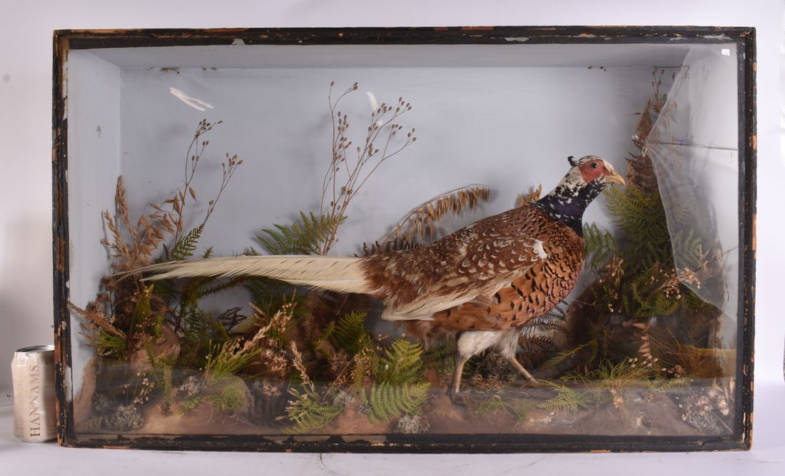 A LARGE VICTORIAN TAXIDERMY PHEASANT. 84 cm x 52 cm. (1 of 5)