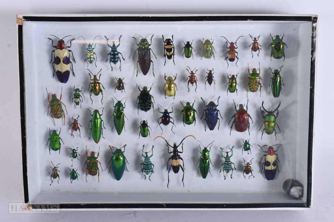 A COLLECTION OF RARE TAXIDERMY BEETLES. 30 cm x 18 cm. (1 of 6)