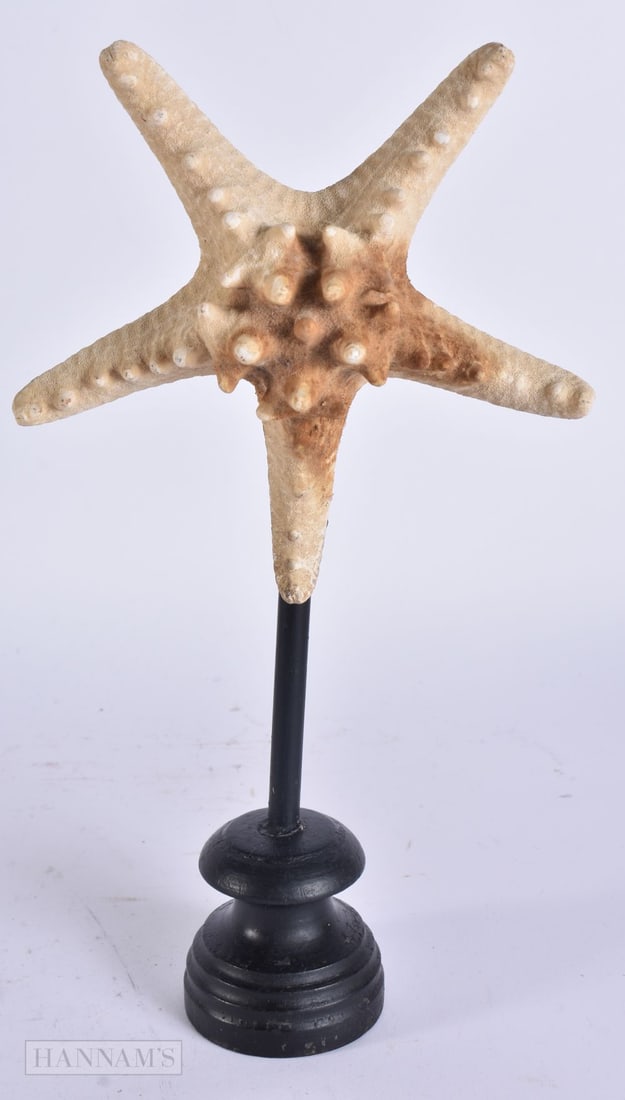 A STARFISH SPECIMEN. 28 cm high.: A STARFISH SPECIMEN. 28 cm high.