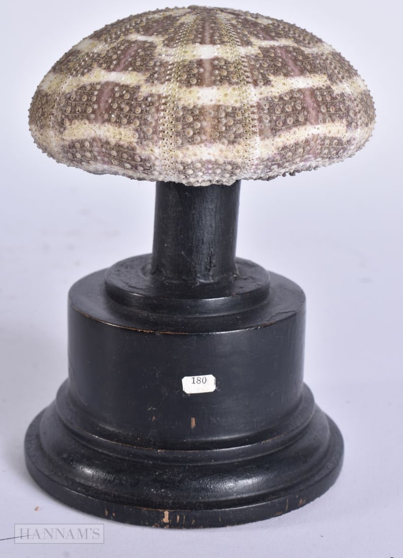 A SEA URCHIN SPECIMEN. 12 cm high.: A SEA URCHIN SPECIMEN. 12 cm high.