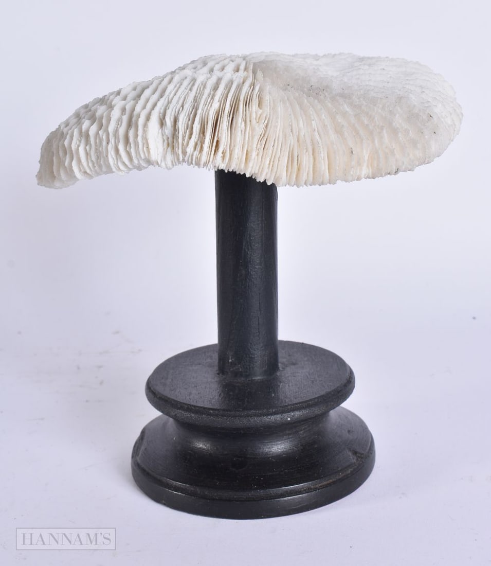 A MUSHROOM CORAL SPECIMEN. 16 cm x 13 cm. (1 of 4)