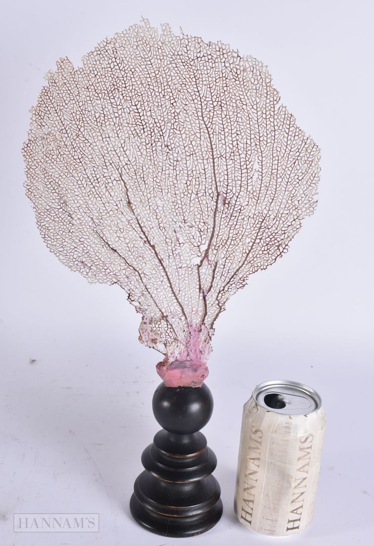 A FAN CORAL SPECIMEN. 38 cm high. (1 of 4)