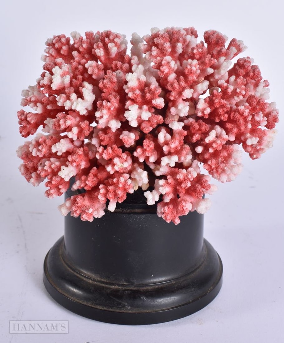 A RED AND WHITE CORAL SPECIMEN. 15 cm x 12 cm. (1 of 4)