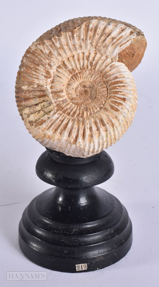 AN AMMONITE SPECIMEN. 13.5 cm high.: AN AMMONITE SPECIMEN. 13.5 cm high.