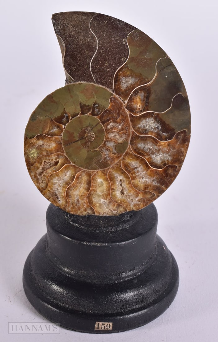 A POLISHED AMMONITE SPECIMEN. 10 cm high.: A POLISHED AMMONITE SPECIMEN. 10 cm high.