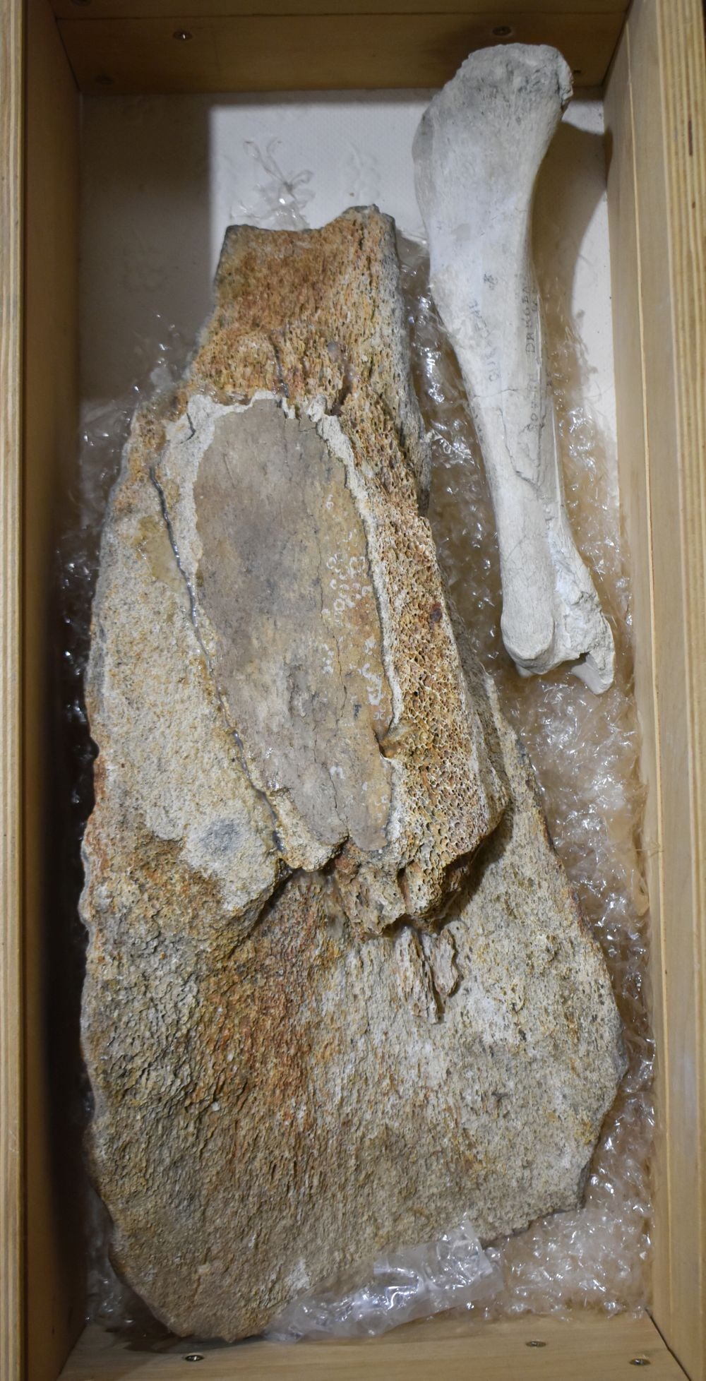 A CASED OREODONT PRIMITIVE MAMMAL OMNIVORE C35 MILLION YEARS. Box 45cm x 20cm (1 of 14)