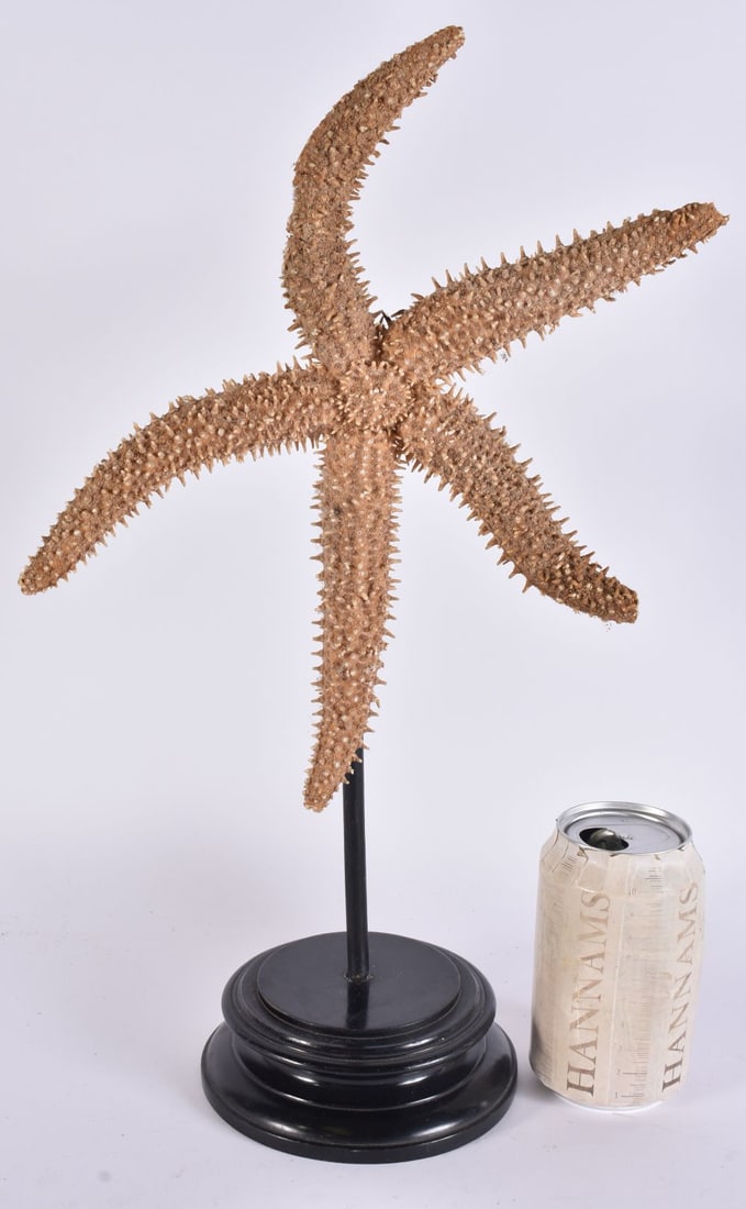 A SEA STAR SPECIMEN. 40cm high. (1 of 4)