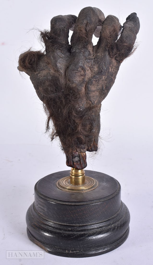 AN UNUSUAL VICTORIAN MEMENTO MORI TAXIDERMY 'WEREWOLF' HAND. 20 cm high. (1 of 5)