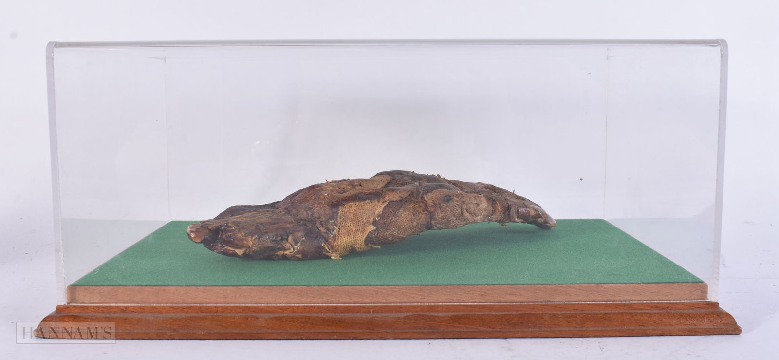 AN EGYPTIAN MUMMIFIED HAND continued within a purpose made display case. 30 cm x 20 cm, hand 18 cm x (1 of 4)