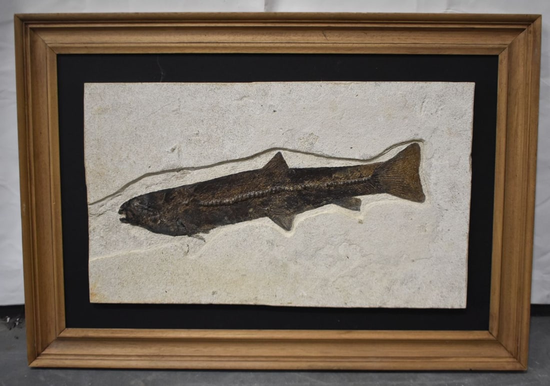 A VERY LARGE FOSSILIZED GREEN RIVER FISH C50 MILLION YEARS. 92 cm x 64 cm. (1 of 5)