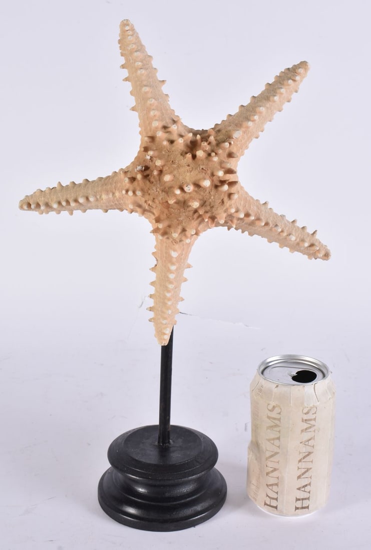 A SEA STAR SPECIMEN. 36 cm high. (1 of 4)