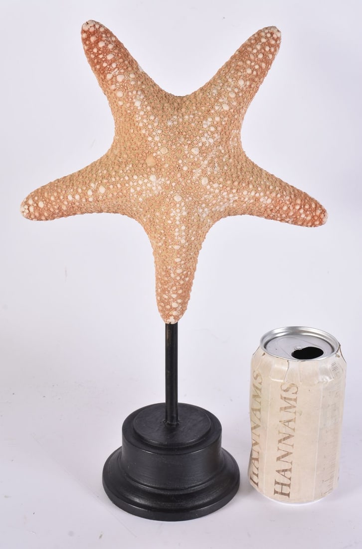 A SEA STAR SPECIMEN. 34 cm high. (1 of 4)