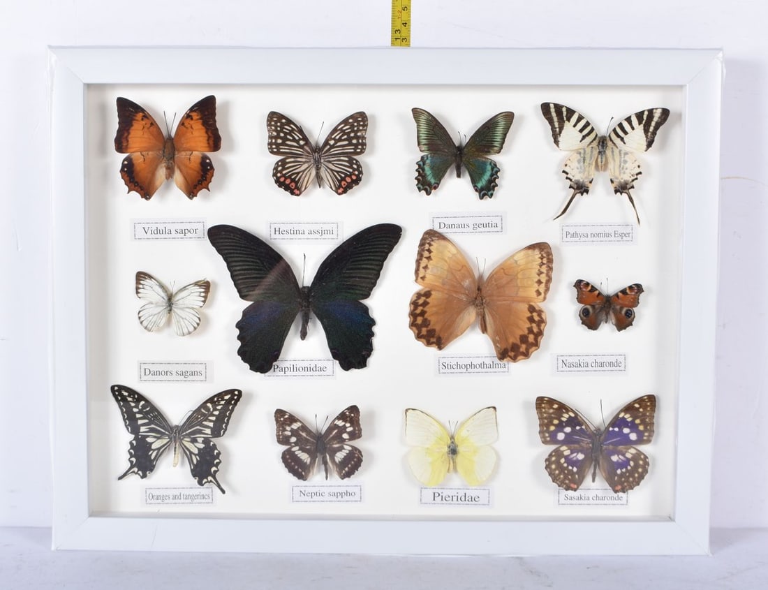 A cased butterfly display 33 x 43cm (1 of 5)