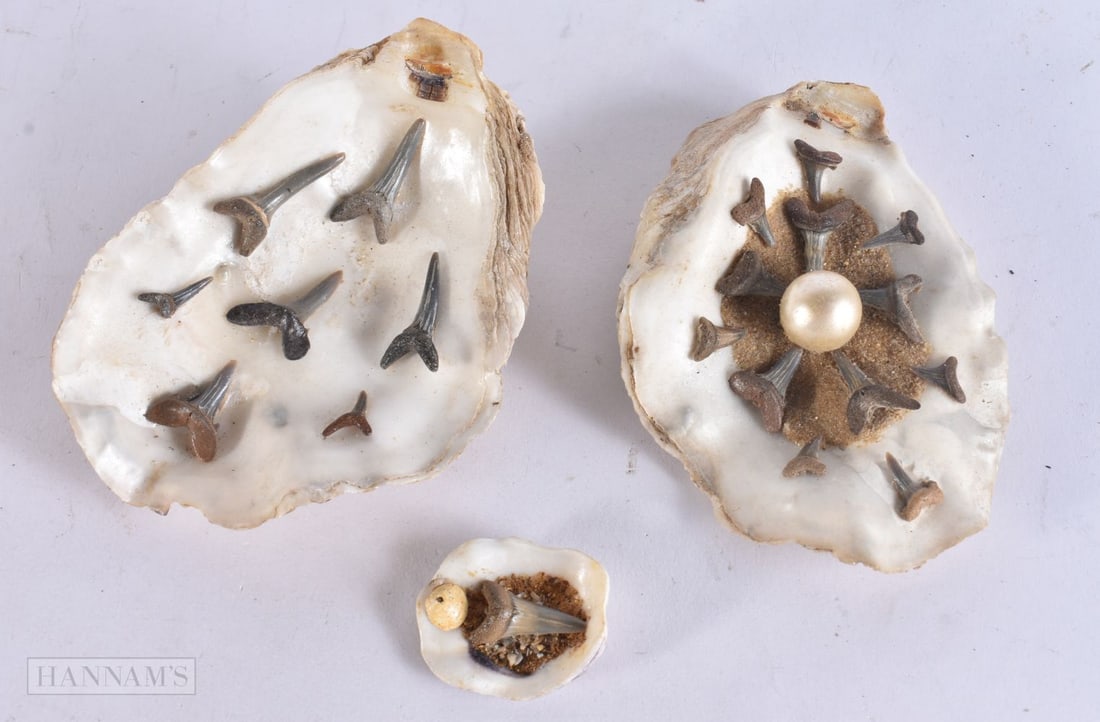 THREE UNUSUAL PREHISTORIC SHARK TOOTH SPECIMEN SHELLS. Largest 14 cm x 10 cm. (3) (1 of 5)