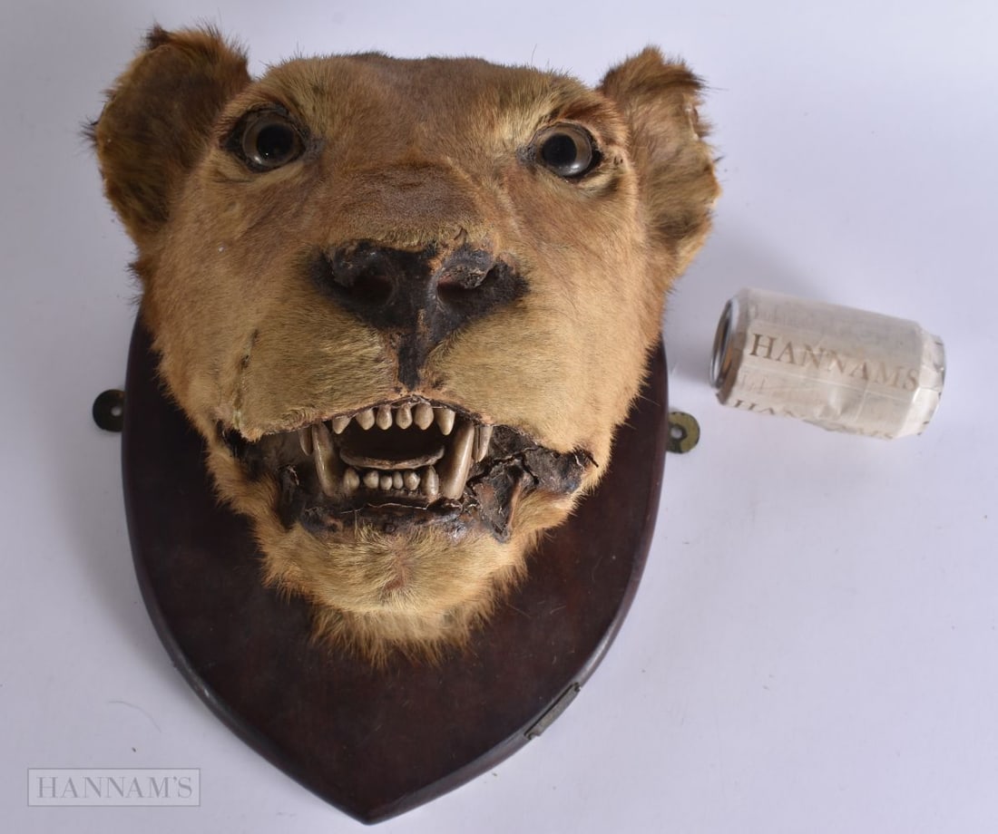 A VICTORIAN COUNTRY HOUSE TAXIDERMY LION HEAD. 36 cm x 25 cm. (1 of 6)