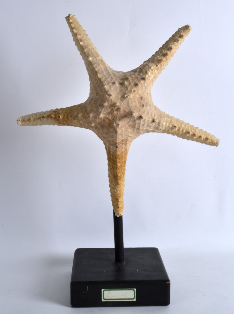 AN EARLY 20TH CENTURY TAXIDERMY STARFISH mounted upon: AN EARLY 20TH CENTURY TAXIDERMY STARFISH mounted upon an ebonised base. 1Ft 6ins high.