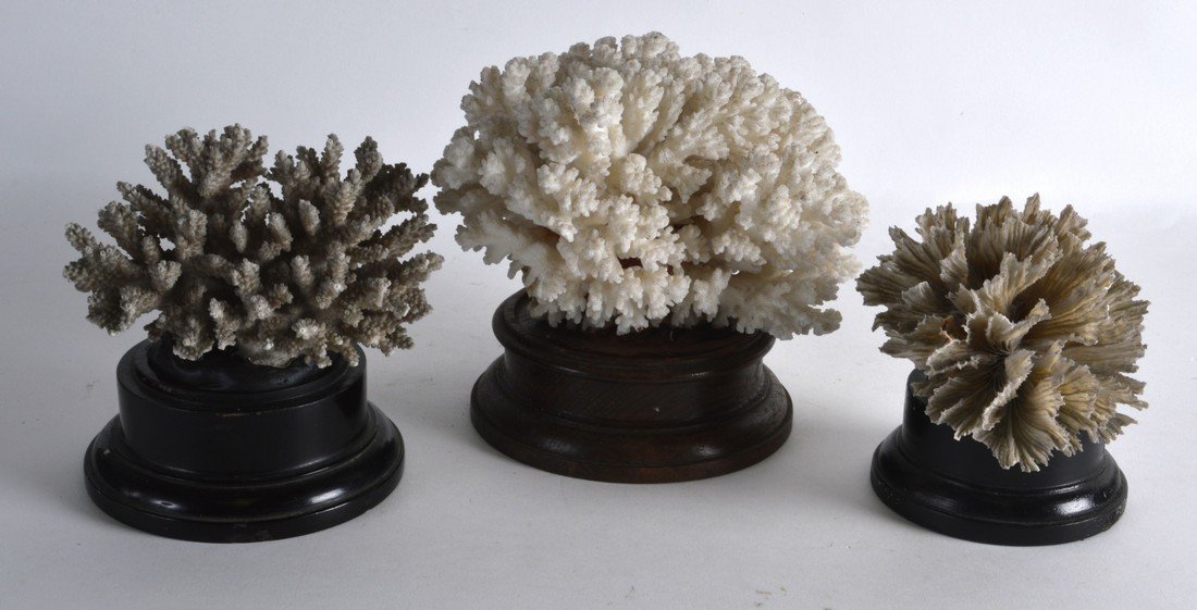 AN EARLY 20TH CENTURY WHITE CORAL SPECIMAN together (1 of 1)