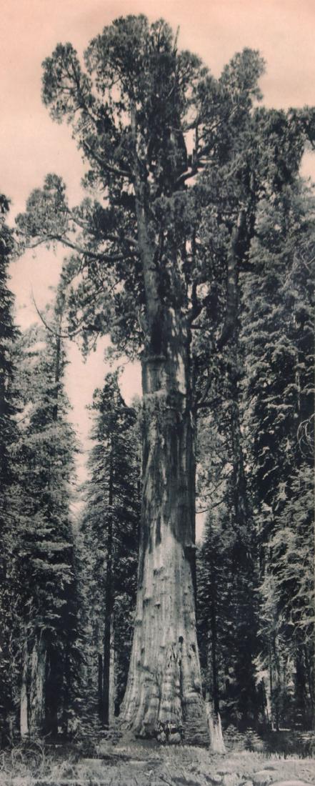 Antique Photo Yosemite of Grizzly Giant Sequoia Redwood (1 of 3)