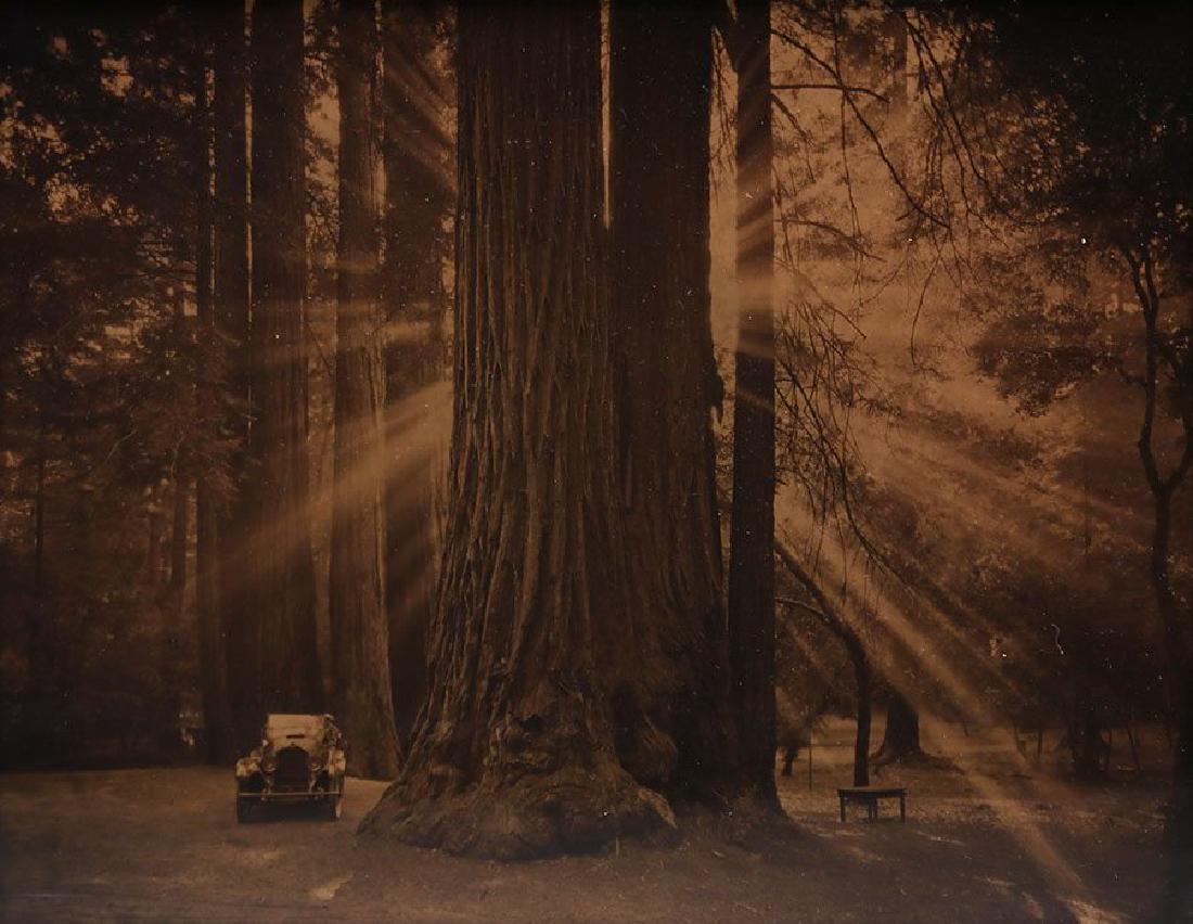 Heidrick & Heidrick Goldtone Photo of Yosemite Redwoods (1 of 4)