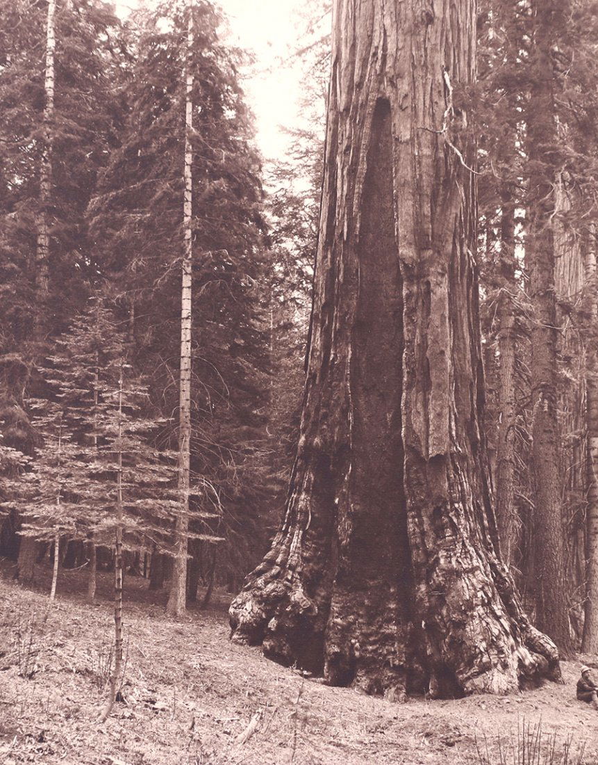 Antique Photo Yosemite's Grizzly Giant Sequoia Redwood (1 of 3)