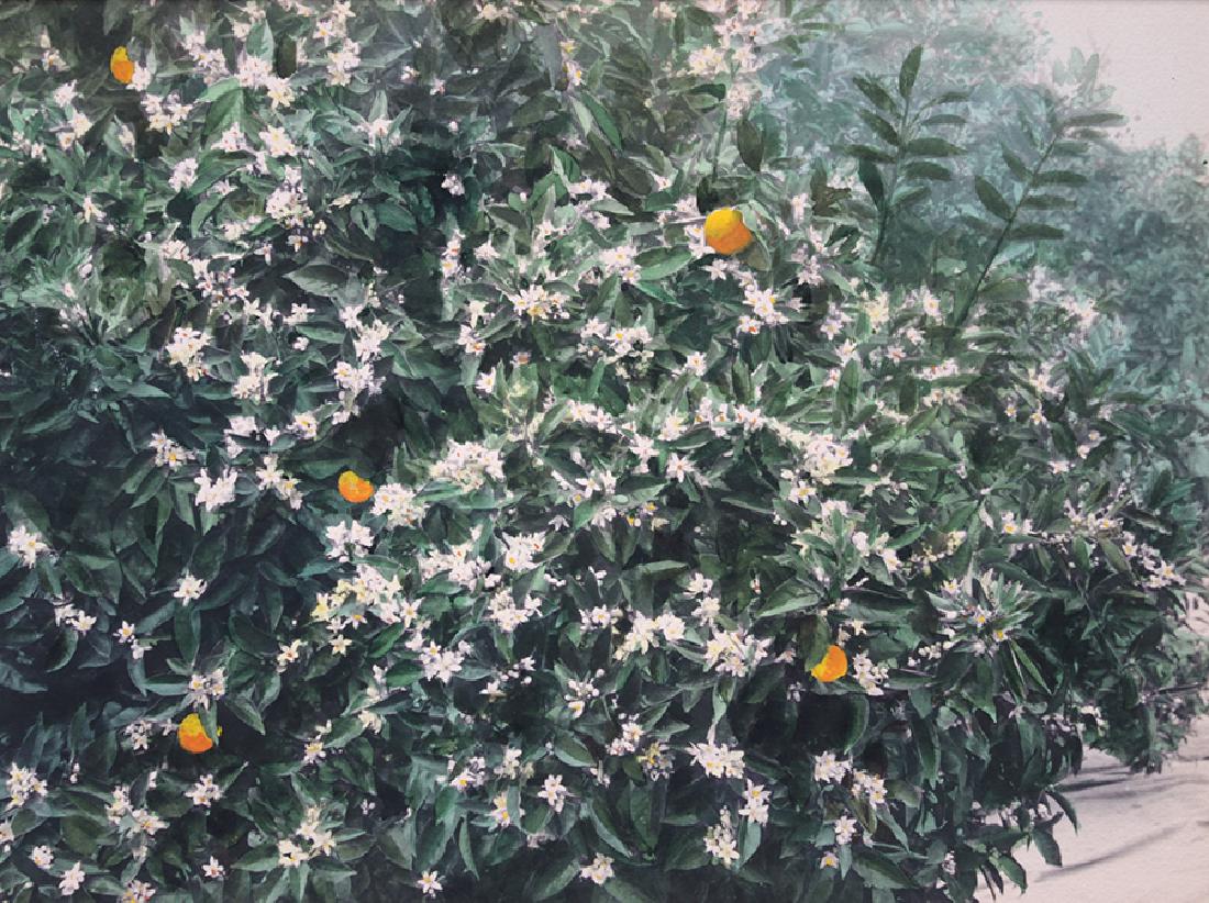 Harold Parker Hand-Tinted Photo "Orange Blossoms" c1910 (1 of 3)