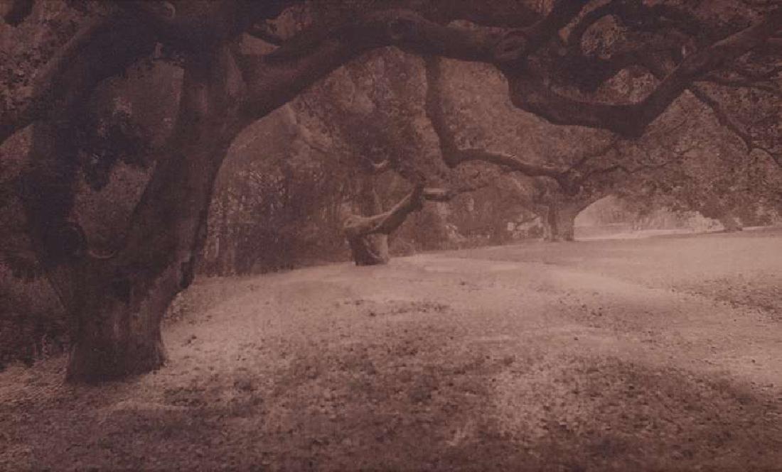 Antique Photo UC Berkeley Le Conte Oaks c1900 (1 of 2)