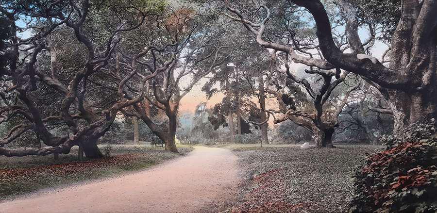 Hand-Tinted Photo "LeConte Oaks" UC Berkeley c1910 (1 of 3)
