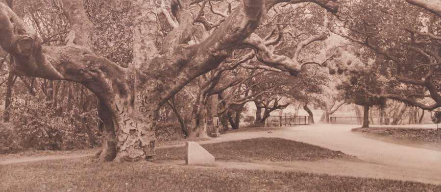 Antique Photo "LeConte Oaks" UC Berkeley c1900-1910 (1 of 3)