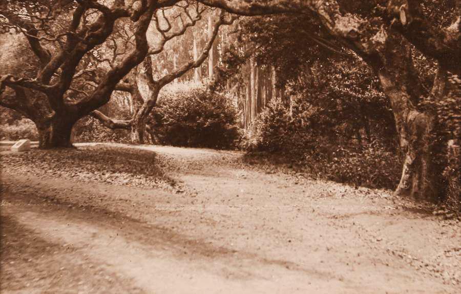 Small Antique Photo UC Berkeley LeConte Oaks c1910 (1 of 3)