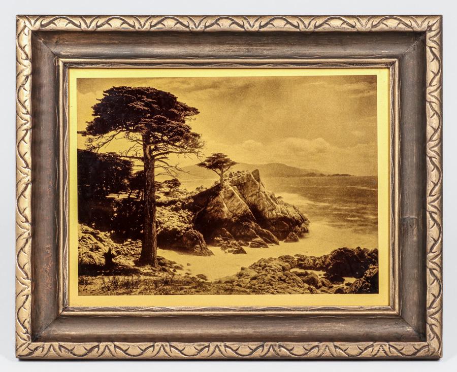 California Point Lobos Monterey Cypress Orotone Photo c1910 (1 of 3)