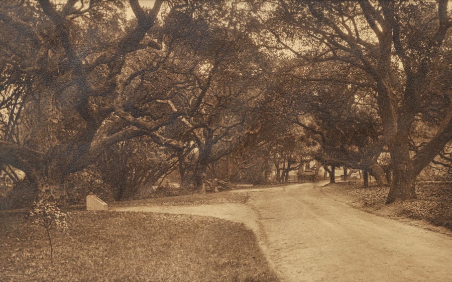 LeConte Oaks UC Berkeley Photo c1900-1910 (1 of 4)