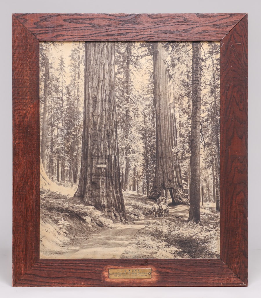 Large H.C. Tibbitts Photo Wawona Mariposa Big Tree Grove Southern Pacific c1910 (1 of 5)
