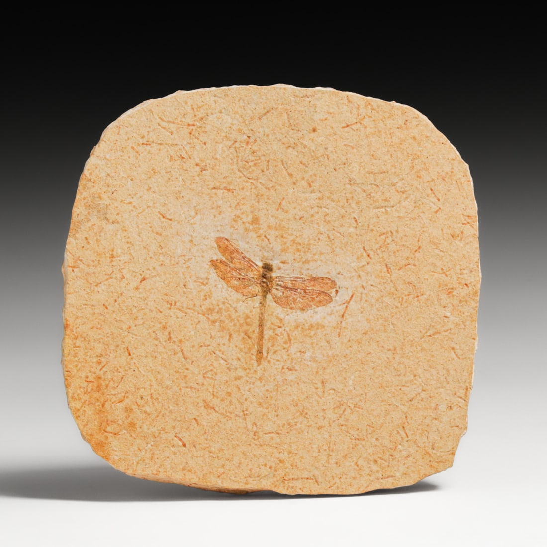 Exquisite Early Cretaceous Dragonfly Fossil (1 of 5)