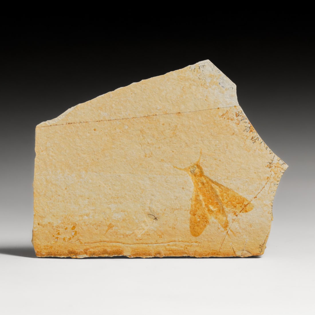 Rare Jurassic Sawfly Fossil (Myrmicium schroeteri) – Solnhofen Limestone: Rare Jurassic Sawfly Fossil (Myrmicium schroeteri) – Solnhofen Limestone. Extinct sawfly identified as Myrmicium schroeteri. Originating from the world-renowned Solnhofen Limestone (Plattenkalk) in