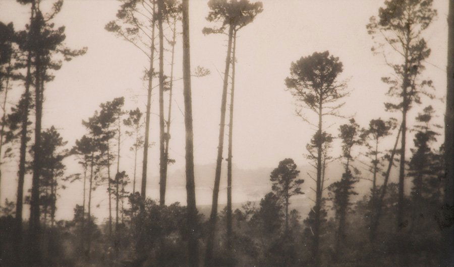 Arts & Crafts Tonalist Photograph of Monterey Cypress (1 of 3)