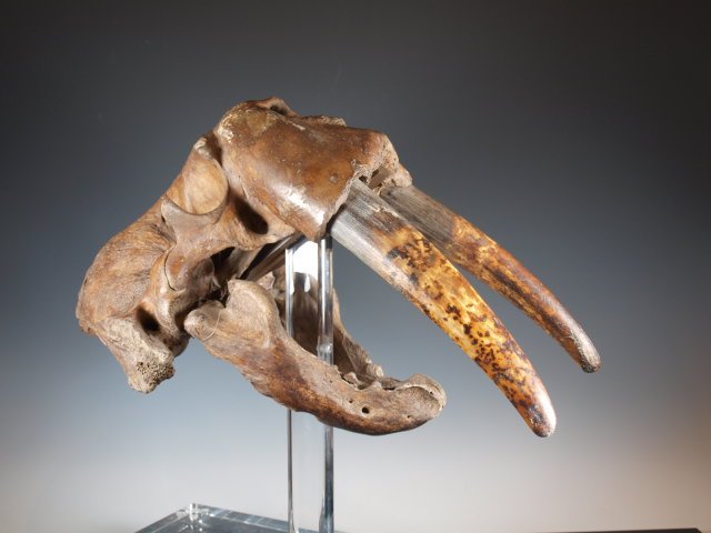 Fossilized, mounted walrus skull: Mounted: 17" long x 19" tall Tusk length: 9 1/4" Sku